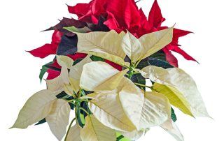 Poinsettia