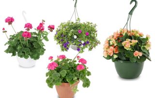 Thrifty Florist Mother's Day Plants Same-Day Delivery Service