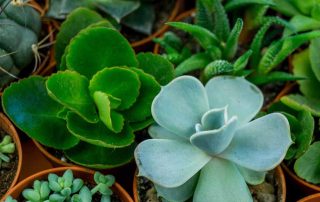 Thrifty Florist Beautiful Dish Gardens Same-Day Plant Delivery