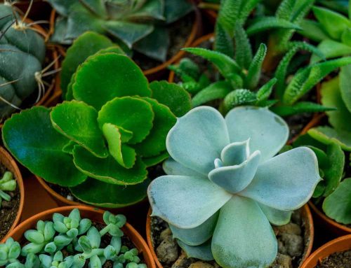 Transform Your Summer Outdoor Space with Stunning Succulent Patio Décor