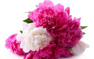 Best Flowers for Breast Cancer Awareness Month