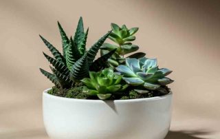 Succulent Dish for Father's Day