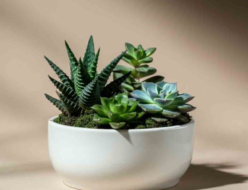 Father’s Day Plants and Flowers will Brighten Dad’s Day and Warm his Heart