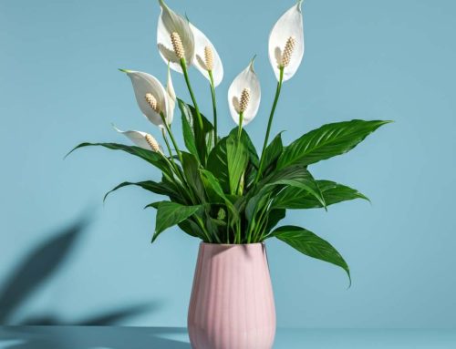 Show Appreciation and Love with Mother’s Day Plants